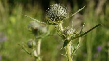 Thistle çiçek rüzgar tarafından taşındı. Tam Hd video statik kamera. Cirsium