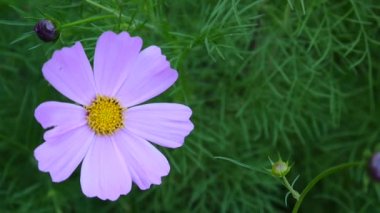 Güzel kozmos çiçekleri flowerbed. Yakın çekim