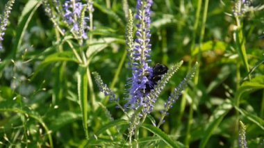 Veronica longifolia. Çiçek arıya. Kır çiçeği alanında. Video görüntüleri statik kamera.