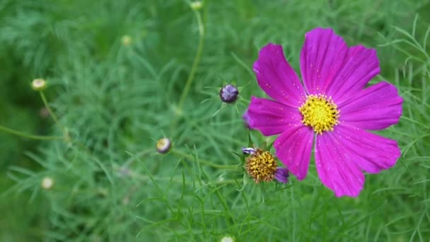 Belles fleurs cosmos sur le lit de fleurs. Gros plan — Video