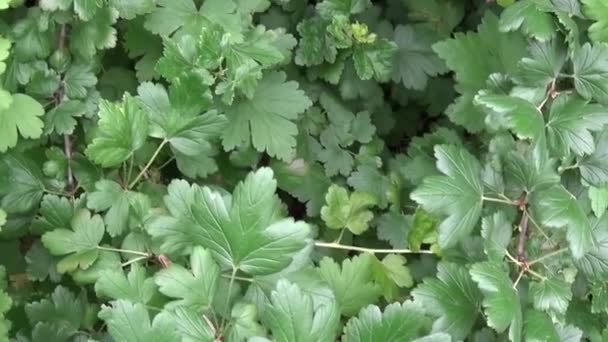 Verse groene kruisbes bush in de fruit-tuin. — Stockvideo