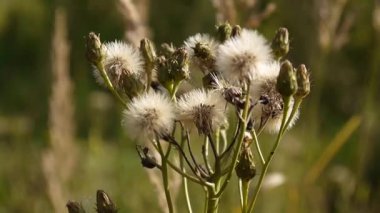 Sahada tohumları ile yaz aylarında Senecio groundsel.