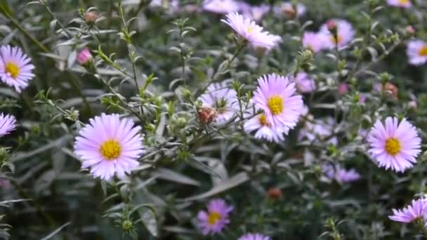 Aster çok yıllık. Flowerbed mor çiçek. — Stok video