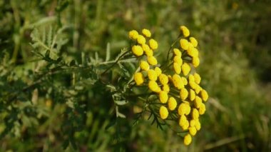 Acı altın düğmeleri pire otu vulgare sarı çiçek çalı rüzgarda Hd ayak - solucan otu çok yıllık otsu bitki. Statik kamera