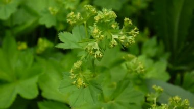 Alchemilla vulgaris. Şifalı bitki. Statik kamera çekim.