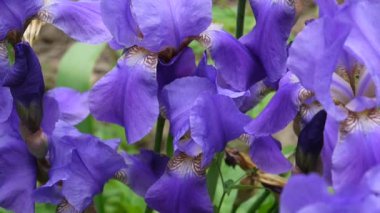 Mavi süsen rüzgarla hareket. Video görüntüleri Hd statik kamera.