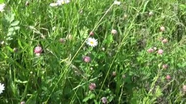 Çayır çimen dikey panorama Steadicam kullanarak. Kamera hareketi.