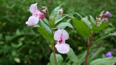 Impatiens Tagetes çiçek.