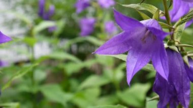 Güzel doğa sahne flowerbed üzerinde çiçek açan campanulas çiçekli. Video görüntüleri statik kamera.