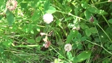 Çayır çimen panorama Steadicam kullanarak. Video görüntüleri hareketli kamera.
