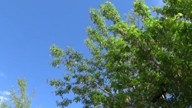Kül ağaç çiçek ve meyve. Mavi gökyüzü arka plan üzerinde Rüzgar içinde fraxinus exelsior ağaç dalları. Statik fotoğraf makinesinin çekim video Hd.
