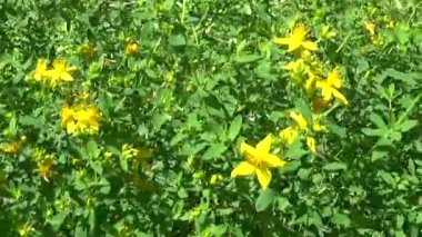 St Johns wort, tıbbi bitki çiçek alanında.