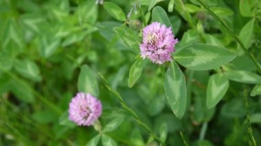 Yaz aylarında bir alanda yonca çiçeği. Yonca orta.