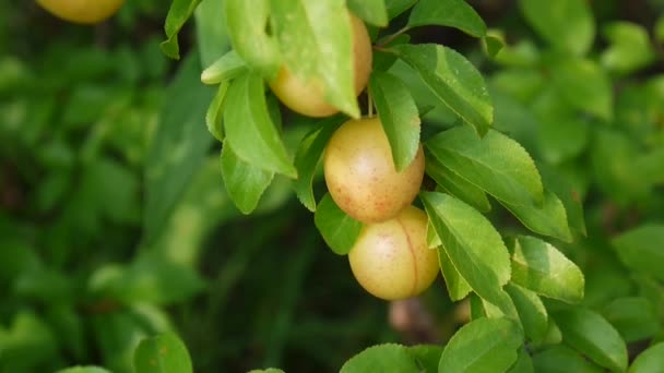 Tree branch with fruits. Leaves and sunshine.Yellow plums on the branch. — Stock Video