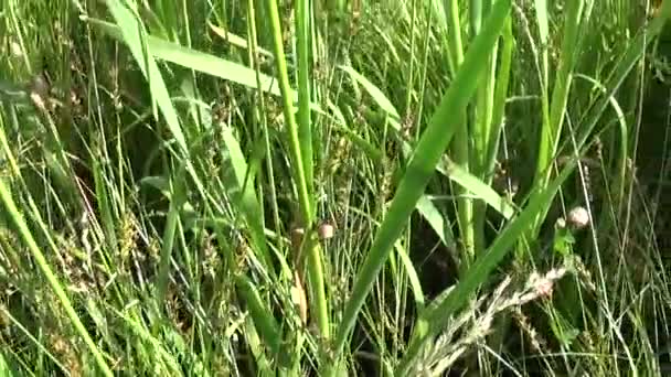 Wildes grünes Schilf am See an sonnigen Tagen, Nahaufnahme von Skirpus — Stockvideo