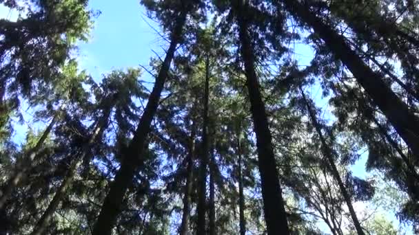 O vento nas copas das árvores. A floresta de abetos. Fotografar câmera estática . — Vídeo de Stock