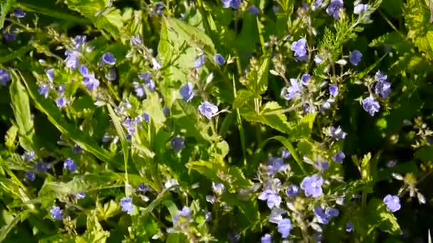 Campo com rastejando speedwell Veronica filiformis perto, tremendo no vento. Flores selvagens imagens HD fotografar câmera estática . — Vídeo de Stock