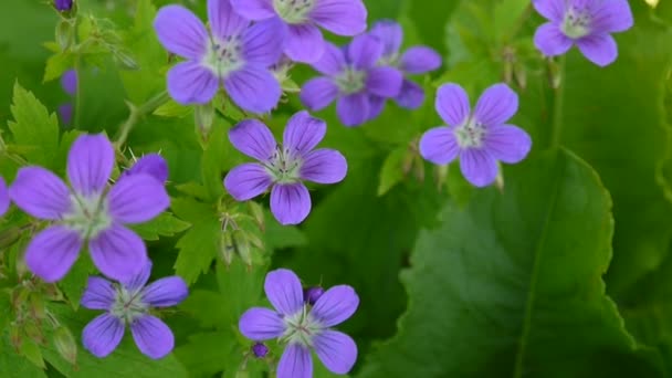 Vilda midsommarblomster i sommar i skugga. Geranium pratense närbild bilder skytte statisk kamera. — Stockvideo