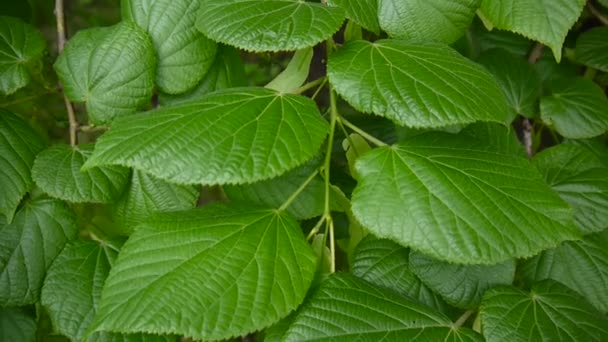 Hojas verdes y frescas Limón tilo Tilia en verano. Disparo de cámara estática. 1080 Vídeo Full HD . — Vídeos de Stock