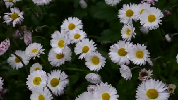 Margaritas creciendo en el macizo de flores — Vídeos de Stock