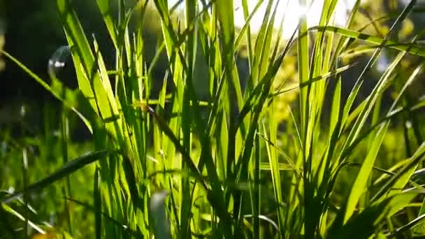 Imágenes de hierba verde macro sol brilla a través de las hojas hermoso fondo de la primavera. Cámara estática de cierre de vídeo . — Vídeo de stock