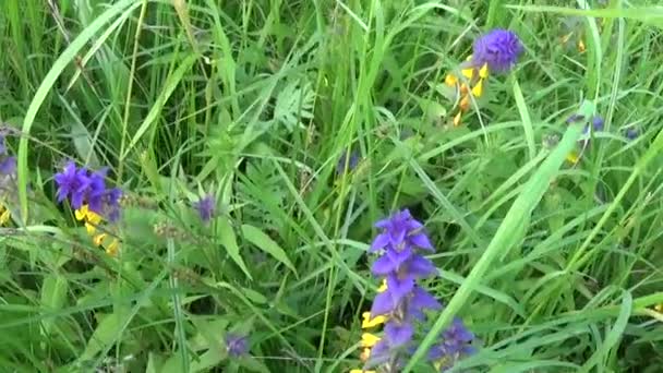 Flores selvagens vaca de madeira. Melampyrum nemorosum no prado de verão — Vídeo de Stock