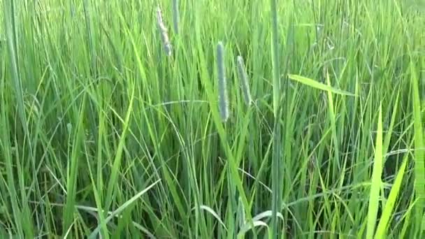 Зеленая трава в летнем поле движения камеры панорама закрывая кадры с steadicam — стоковое видео