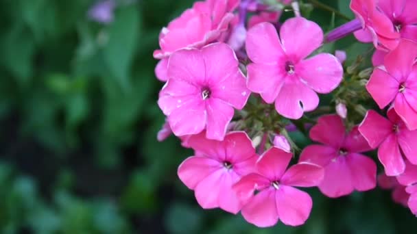 Bonito primer plano de inflorescencia de flox rosa. Vídeo de alta definición cámara estatal — Vídeo de stock