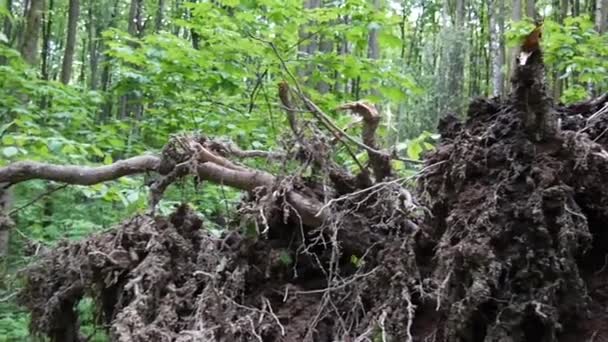 De wortel van de boom van de berk buiten na de storm. Panorama van de lage beweging met steadicam. — Stockvideo