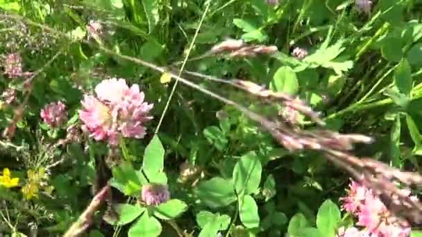 Meadow grass close up horisontal panorama using steadicam. Video footage motion camera. — Stock Video