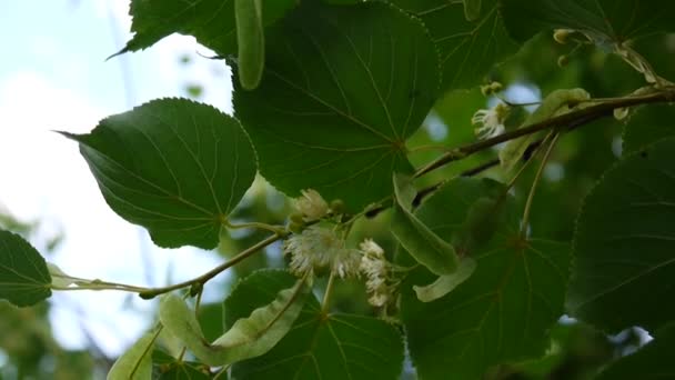 Feuilles et fleurs de tilleul avec vent soufflant de près. Tilia . — Video