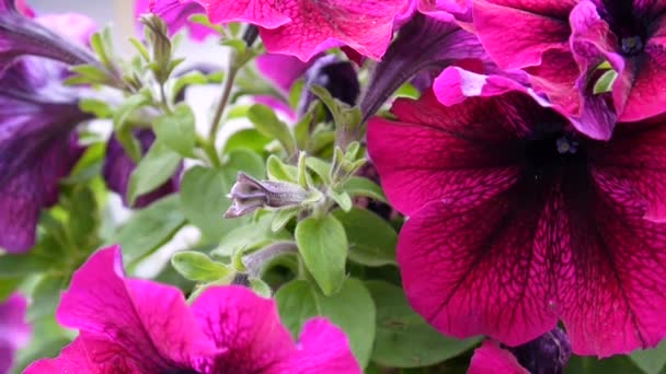 Pink petunias swaying in the breeze — Stock Video