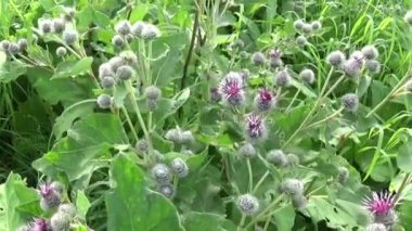 Çiçek açan dulavratotu yaz alanında. Arctium. HD video.