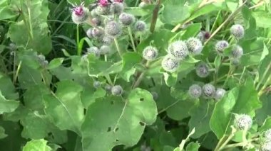 Çiçek açan dulavratotu yaz alanında. Arctium. HD video.