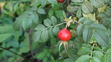 Rosa meyve berry yeşil dal closeup hareket sonbahar rüzgarda.