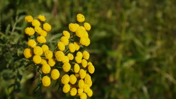 Amargos botones dorados de Tanacetum vulgare arbusto de flores amarillas en el viento HD metraje - Tansy planta perenne de floración herbácea. Cámara estática — Vídeos de Stock