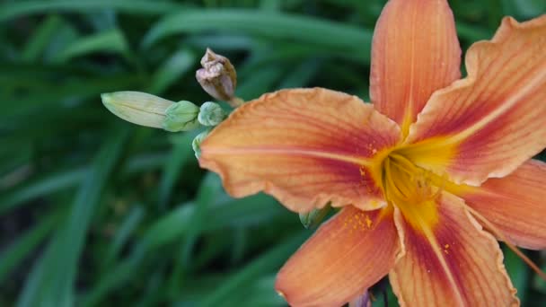 Oranžové rostliny lilie cibulkonosná detaily zblízka Hd záběry - video travní tiger lily květina. — Stock video
