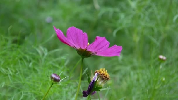 Bellissimi fiori cosmo sulla aiuola. Da vicino. — Video Stock