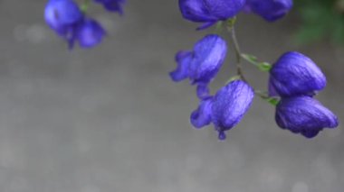 Aconitum. Mavi beatuful Çiçek bahçesinde