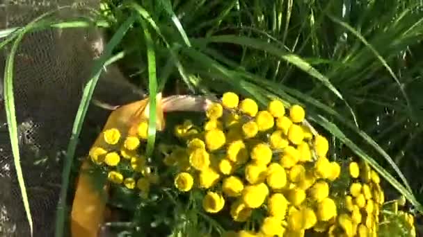 Лечебные травы Tansy Tanacetum vulgare в корзине — стоковое видео