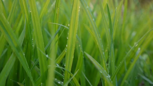 緑の美しい滴マクロを持つ草風に春の背景します。ビデオ映像の Hd shootig の静的なカメラ. — ストック動画