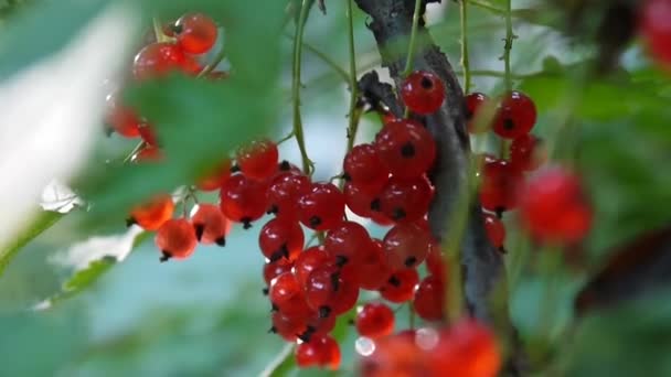 Rode Ribes rubrum bessen op de plant close-up Hd beelden - de aalbes bladverliezende struik fruit natuurlijke ondiepe statische videocamera — Stockvideo