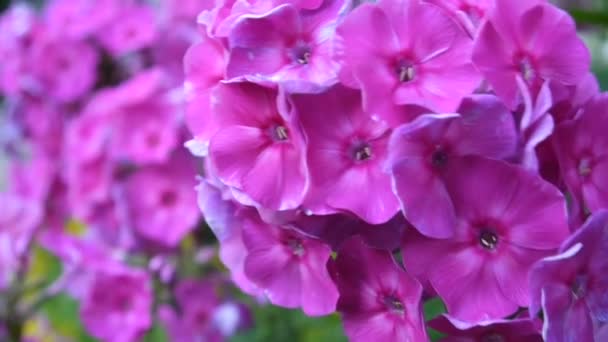 Schöne rosa Phlox Blütenstand Nahaufnahme. hd video statric kamera — Stockvideo
