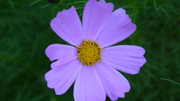 Beautiful cosmos flowers on the flowerbed. Close up — Stock Video