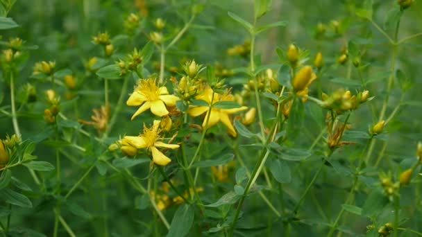 Hierba de San Juan, planta medicinal con flor en el campo . — Vídeos de Stock