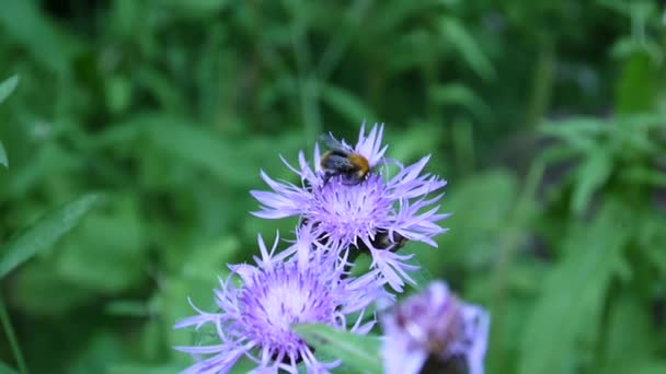 Je Chrpa luční. Centaurea jacea květina v poli v létě. Letící včela — Stock video