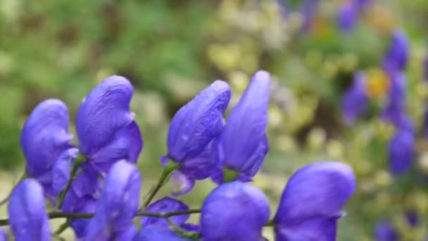 Aconitum. Blå beatuful blomma i trädgården — Stockvideo