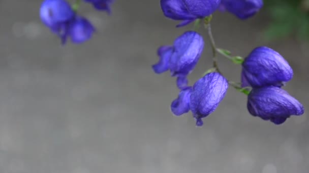 Aconitum. Modré beatuful květiny v zahradě — Stock video