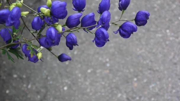 Aconitum. Flor azul beatuful en el jardín — Vídeos de Stock