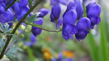 Aconitum. Mavi beatuful Çiçek bahçesinde